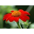 Mexican Sunflower Tithonia Torch 200 Seeds - PLUS PACK!