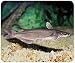 JCI - Mouse Pad - Catfish