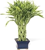 Braided Lucky Bamboo Reviews 31t0mVsx4NL. SL160 Braided Lucky Bamboo Reviews