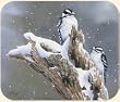 Fiddlers Elbow Downy Woodpecker Mouse Pad Bird