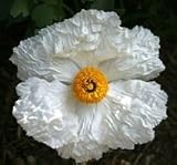 Eigenschaften tropical.garden  / Spiegeleipflanze - Romneya coulteri 5K