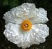 Spiegeleipflanze - Romneya coulteri  5K