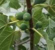 White Kadota Fig Tree Five Gallon