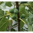 White Kadota Fig Tree Five Gallon