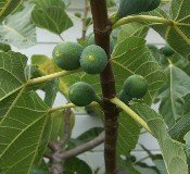 White Kadota Fig Tree Five Gallon