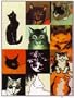 Mighty Magnets Met Cats