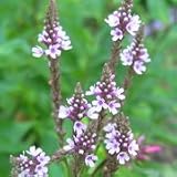 Verbena hastata rosea (Pink Vervain) - Bulk Wildflower Seeds