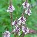 Verbena hastata rosea (Pink Vervain) - Bulk Wildflower Seeds