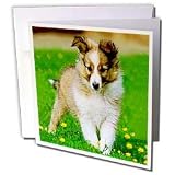 Dogs Sheltie/Shetland Sheepdog - Sheltie Poppy - Greeting Cards-6 Greeting Cards with envelopes
