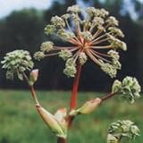 Angelica (Angelica atropurpurea) - Jumbo Wildflower Seed Packet