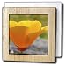 California Orange Poppy Flower- Floral Photography - 6 Inch Tile Napkin Holder