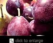 French Improved Prune Tree Five Gallon