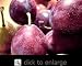 French Improved Prune Tree Five Gallon