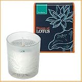 Bloom of LOTUS �t���O�����X�L�����h���@���[�J���v�^�X 150g