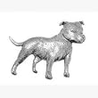 staffordshire bull terrier coat