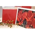 Clear Cello/Cellophane Bags - Resealable - 100 Bags - 5" x 7" - Party/Wedding Favors - Gift Basket Supplies Best Prices