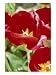Tulipa 