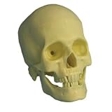 Large Halloween Party Props | Realistic Skull, Ivory