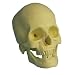 Kitchen & Housewares : Large Halloween Party Props | Realistic Skull, Ivory