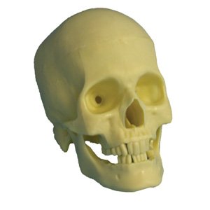 Childrens Toyshop  Third Party New : Realistic Skull