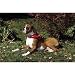 Boxer Floor Mat