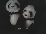 Panda Plush Set