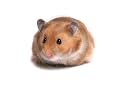 Round Keyring Syrian Hamster adult