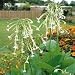 SUTTONS SEEDS: Ornamental Tobacco (2250 seeds)