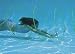 Search : Underwater Swimming Hoops