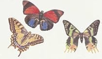 Butterflies Wallies Wallpaper Cut Outs