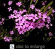 Pink Breath of Heaven Plant One Gallon