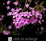 Pink Breath of Heaven Plant One Gallon