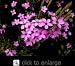 Pink Breath of Heaven Plant One Gallon
