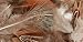 .25 oz. Feathers Pheasant Plumage-Natural