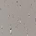 Forbo Marmoleum Sheet Grey-dations Aquatint Vinyl Flooring