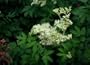 Meadowsweet Herb Tea
