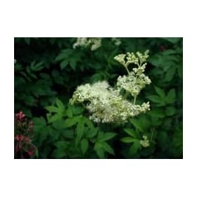 Meadowsweet Herb Tea