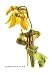 Sarracenia Flava - Paper Poster (18.75 x 28.5)