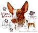 Ibizan Hound Adult T-Shirt