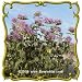 Wahpe Washtemna (Monarda fistulosa variation) Jumbo Wildflower Seed Packet - 1000 Seeds