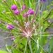 Allium schubertii (5 Bulbs)