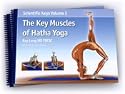 The Key Muscles of Hatha Yoga