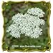 White Yarrow (Achillea millefolium) Jumbo Wildflower Seed Packet (2000)