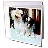 Dogs Maltese - Maltese - Greeting Cards-6 Greeting Cards with envelopes