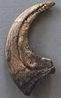 Deinonychus Claw Replica