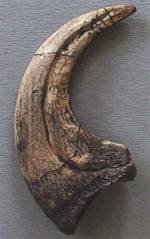 Deinonychus Claw Replica