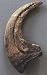Deinonychus Claw Replica