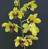 Den. Thongchai Gold
