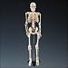 Bucky Skeleton Stand