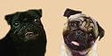 AIRBRUSHED LICENSE PLATES - PUGS - BLACK & BROWN - #902